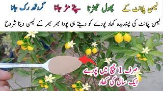 Nibo k pode ki pasandida khad || Best fertilizer for lemon plant || Get more lemon .