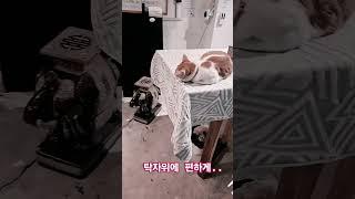 편하게 쉬는 냥이..#라오스 #cat #비엔티안
