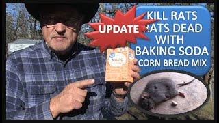 KILL RATS DEAD WITH CORNBREAD MIX & BAKING SODA UPDATE