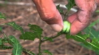 Ku ring gai Bush Tomato