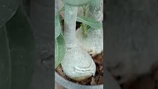 #shorts #trending #viral #ytshorts #adenium #flowers #garden #desert_rose #flower #natureworld1616