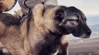 DARK COLOUR KANGAL DOGS FARM