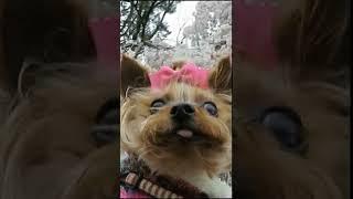 桜の中を行くヨーキーらん/Yorkie who goes through the cherry blossoms SAKURA