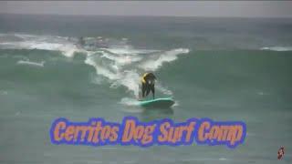 Cerritos Dog Surf Comp 2017