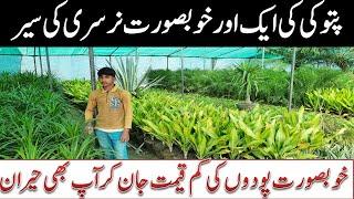 Complete Nursery review with price || Pattoki nursery : largest plants market in Pakistan