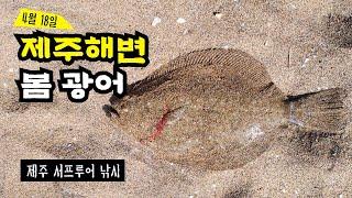 제주도 해변에서 광어낚시! 제주도 서프루어낚시 4월 18일 surf lure fishing