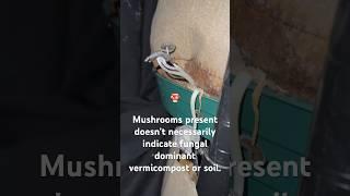 It’s very common to see mushrooms in your vermicompost/compost and garden. #compost