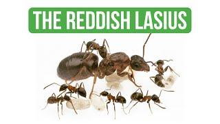 How To Care for Lasius Emarginatus - Care Guide | BRUMA Ants