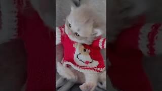 Merry kittens-mas#kitten #catlover #cutekittten #cat #cute