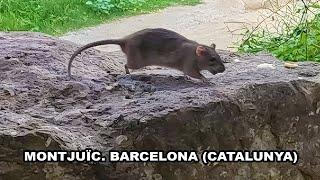 MONTJUÏC: EL REINO DE LAS RATAS