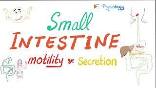 Small Intestine Motility and Secretions - Gastrointestinal (GI) Physiology Series