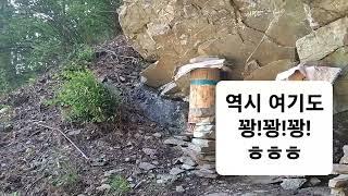 토종벌.자리벌 줄줄이...ㅋㅋㅋ기대하지마세요