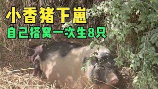 小香猪下崽全过程，自己找芦苇搭窝，一窝生8个好可爱【楼兰阿宁】