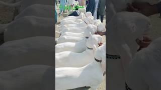 #bakramandi #5literdodhdynewalinsal #youtube #hassangoatfarm #babausmanbacchonwala