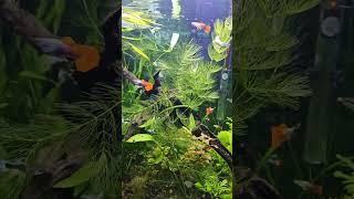 #plantedtank #plantedaquarium #dailyshorts #my #aquascape #reels #shortsvideo #guppy #fish