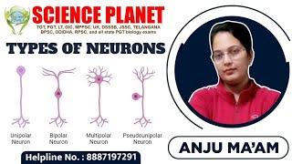 TYPES OF NEURONS I BY ANJU MA'M I SCIENCE PLANET I APOLAR NEURON I UNIPOLAR NEURONS, BIPOLAR NEURONS