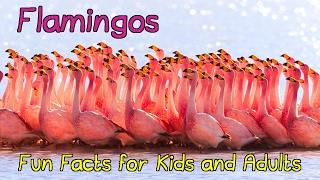 Amazing Facts About Flamingos - Fun Facts for Kids and Adults