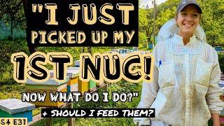 WHAT To Do After Picking Up Your Nuc! Beekeeping 101 #beekeeping