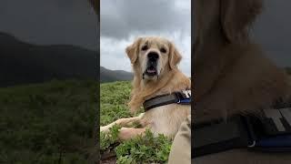 #serenity #nature #timo #dog #goldenretriever #ytshorts #shorts #viral