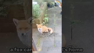 Friendly interaction between humans and animals #fox #animal #interaction #shortvideo