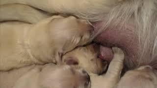 Beautiful Golden Retriever puppies nursing - Only a few days old!