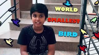 #Hummingbirds #Which is the World Smallest Bird #kids #G.K #Science #Information of Hummingbird#Bird