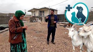 The veterinarian is examining the health of the sheep at Teybeh farm