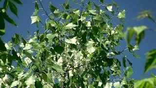 Poplar Tree Year Life Cycle Moments Nature Textures Relaxing Video