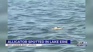 Crikey! Witnesses spot alligator swimming in Lake Erie