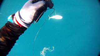 Blue water hunting (almost)