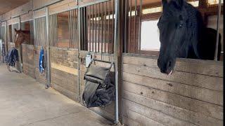 Friesian won’t go, clawed by cat, fun failure!  #friesian #horse #cat #friesianhorse #cats #stable