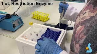 03 - PCR, Restriction Digestion, Agarose Gel Electrophoresis