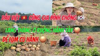 [31]Dâu việt nam cùng gia đình chồng lang thang ở ruộng hành Tây  để lụm củ hành 