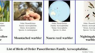 Birds of Order Passeriformes Family Acrocephalidae Warbler Millerbird reed brush swamp Bokikokiko