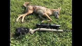 6mm Remington Coyote #2