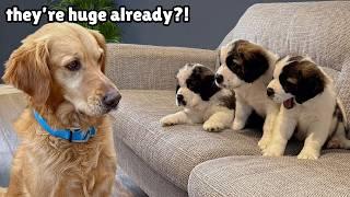 Golden Retriever Meets 2 Week Old Rescue Puppies for the First Time