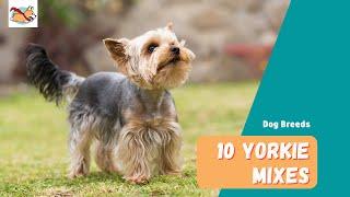 Yorkie Mixes: 10 Sweet and Sassy Yorkshire Terrier Mixes for Every Family!