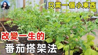 只用1個小東西, 打造最省錢番茄搭架, 也適用於黃瓜和各種瓜類, 最方便實用! 95%的人竟然不知道