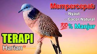 TEKUKUR GACOR suara merdu || RESPON CEPAT (BIKIN NYAUT) % PATEN SUPER AMPUH