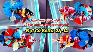 Đợt Cá Betta 24-12 Top Siêu Phẩm Black Nemo, Multiclor Yellow Base, Metalic, Red FC Star KM tặng mái