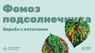 Фомоз подсолнечника. Борьба с вредителем