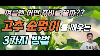 고추농사 순멎이 해결을 위한 여름 추비