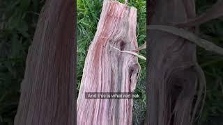 Learn the difference of oak #fyp #foryou #howto #information #youtube #learning #firewood