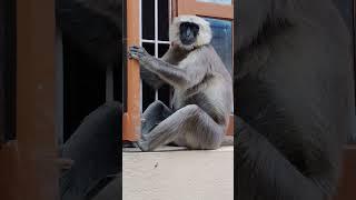  मंकी (monkey) #viral #shortsvideo #monkey