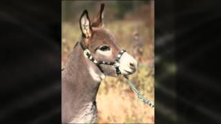 Miniature Donkey Sunny G's Angel Dust