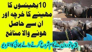 23 | Monthly Profit of 10 Buffaloes in Urdu || Buffaloes Farming in Pakistan in Urdu || Farming Tips