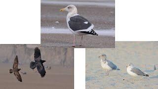 Getting to Know Your Gulls