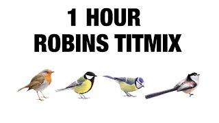 1 Hour Birdsounds | Great tit / Blue tit / Long-Tailed tit / European Robin | Tit Mix