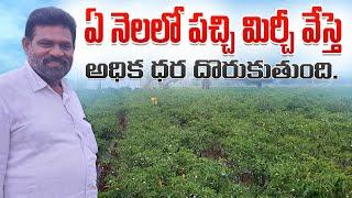 Mirchi Cultivation In Telugu | Green Chilliy | పచ్చి మిరప సాగు.