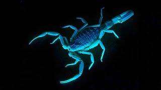 Deathstalker Scorpion - In 1 Minute!  One Of The Most Dangerous Arachnid In The World